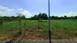 Super Murah! Tanah 2500m² SHM Strategis di Pandaan Lahan Produktif