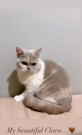 Open Adopt BSH Fawn Tortie Non Pedi