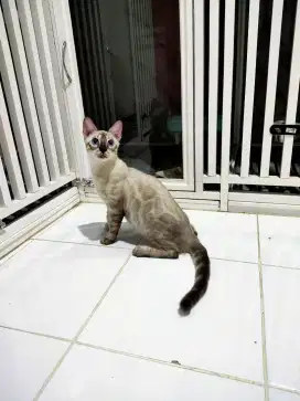 betina snow lynk