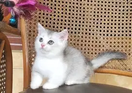 Kucing british shorthair munchkin bsh british short hair
