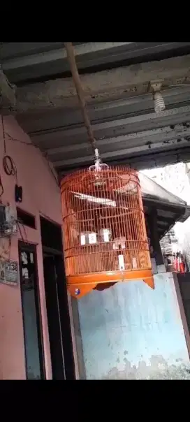 Burung Murai Batu