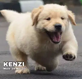 Golden retriever jantan •KENZI•