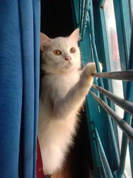 Kucing Jantan Anggora Putih mulus