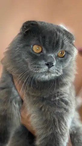 Scottish triple fold blue jdhin munchkin bsh line import