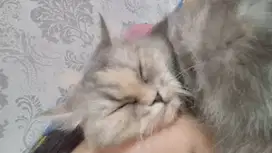 Jual kandang kucing UK XXL dan L