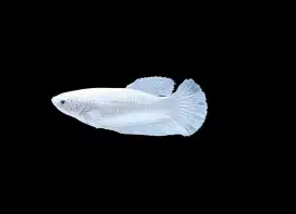 ikan cupang betina giant white