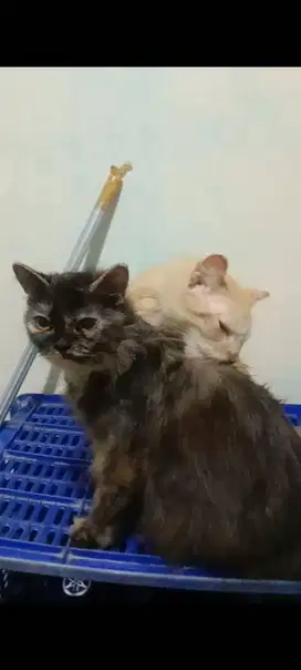 Kucing Anggora+Persia Sepasang