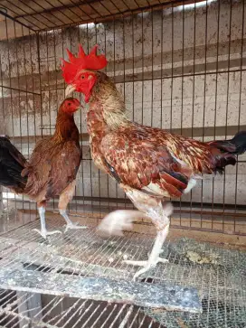 Jual Sepasang jago Pama semi Bulbi x Biang Mangon