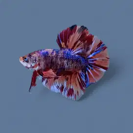 ikan cupang giant nemo candy