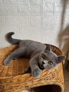 Kucing BSH Jantan 6 Bulan