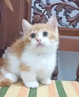 Lepas Adopt Kucing Kitten cebol Munchkin Jantan