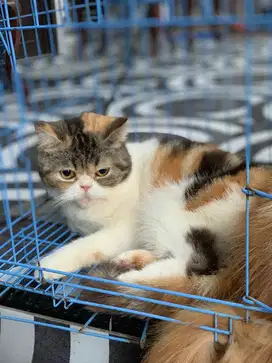 Kucing scottish x Peaknose
