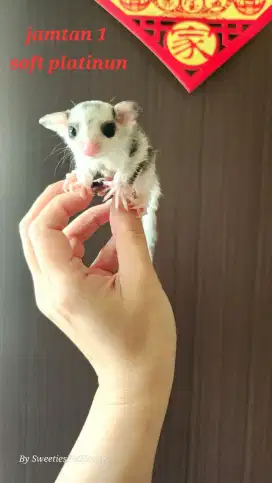 Jual Sugar Glider