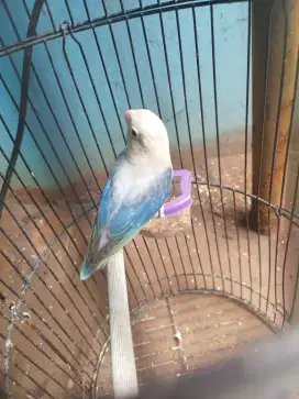 Lovebird jantan biola blue