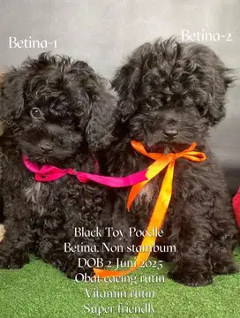 Black Toy Poodle Murah