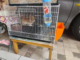 Dijual peliharaan burung kelinci hamster