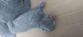 PO Kucing BSH Sottish Fold Munchkin NS Blue Jantan