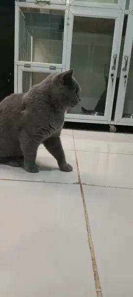 BSH plus pedigree. 2 ekor jantan