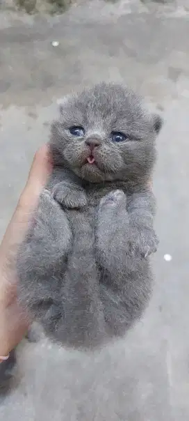 PO kucing BSH Scottish Fold Munchkin Blue dan Lilac
