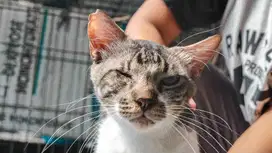 [ FREE ADOBT ] Kucing Domestik - Bejo