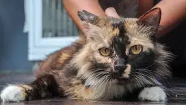 [ FREE ADOBT ] Kucing Domestik - Bella