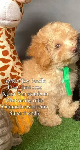 Apricot Toy Poodle Murah