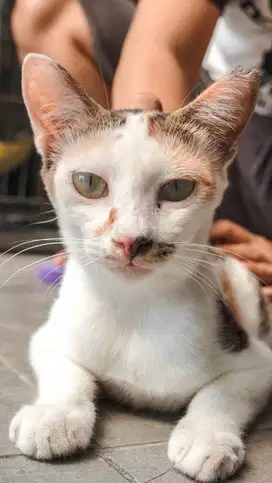 [ FREE ADOBT ] Kucing Domesik - Flavi