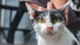 [ FREE ADOBT ]  Kucing Domestik - Neneng