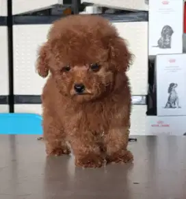 Teacup  Poodle Red Jantan Stambum