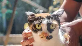 [FREE ADOBT ] Kucing Domestik - Siti