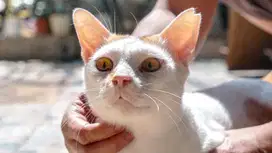 [ FREE ADOBT ] Kucing Domestik - Srintil