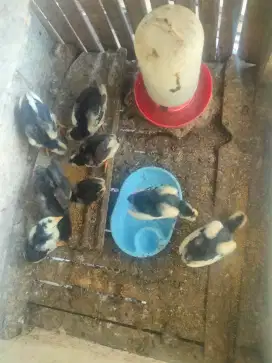 Anakan ayam adu