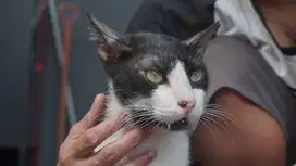[ FREE ADOBT ] Kucing Domestik - Untung