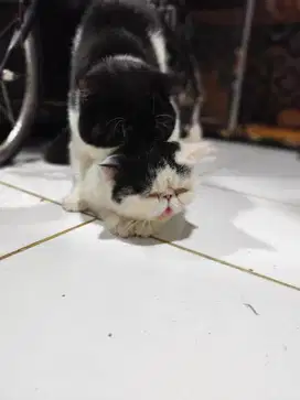 Kucing persian exotic