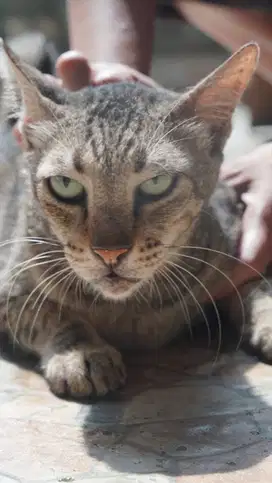 [ FREE ADOBT ] Kucing Domestik - Tiger