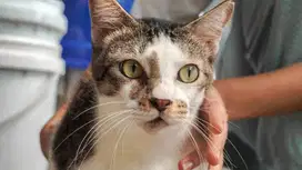 [ FREE ADOPT ] Kucing Domestik - TUBER