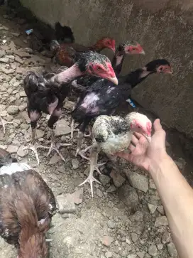 Ayam Bangkok Birma