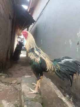 Ayam Bangkok muda