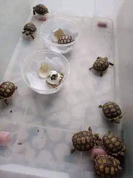 Baby Sulcata 5 cm