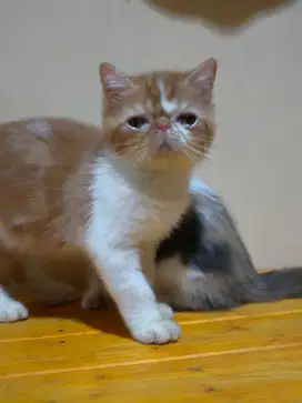Kitten peaknose exotic jantan