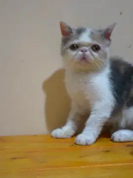 Kitten peaknose exotic betina