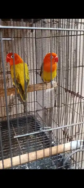 Lovebird biola euwing gold sepasang