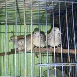 Jual perkutut lokal obyokan yg minat stok terbatas