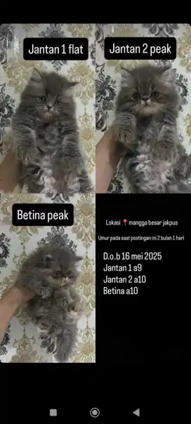 Kitten kucing peak and flat