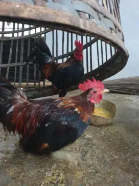 Ayam kate jantan