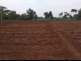 Tanah kebun cocok untuk pertanian