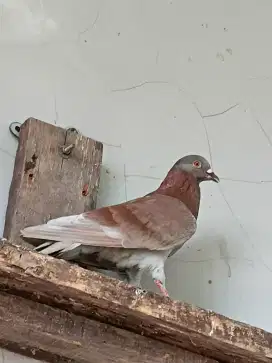 Merpati kolong, anakan juara