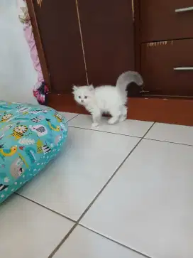 Kucing kitten persia