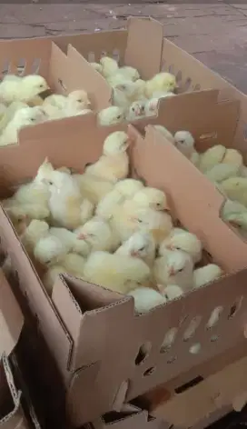 Bibit DOC Broiler Berkualitas – Siap Ternak – Kirim Bandung Padalarang