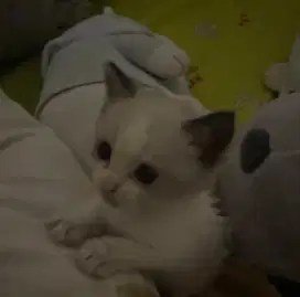 Kitten anak kucing Persia mix